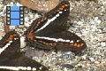 Scene 092_Adelpha alala on ground